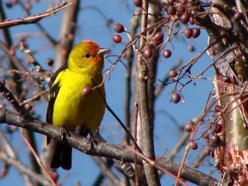 Bird and Berries